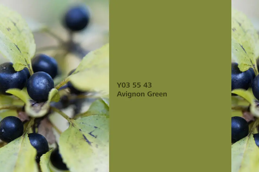 Avignon Green colour shade, common buckthorn dye plant, natural colour in the Interior Colors 24+ ra