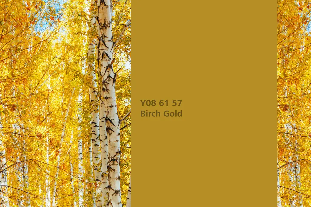 Birch Gold colour shade, silver birch dye plant, natural colour in the Interior Colors 24+ range