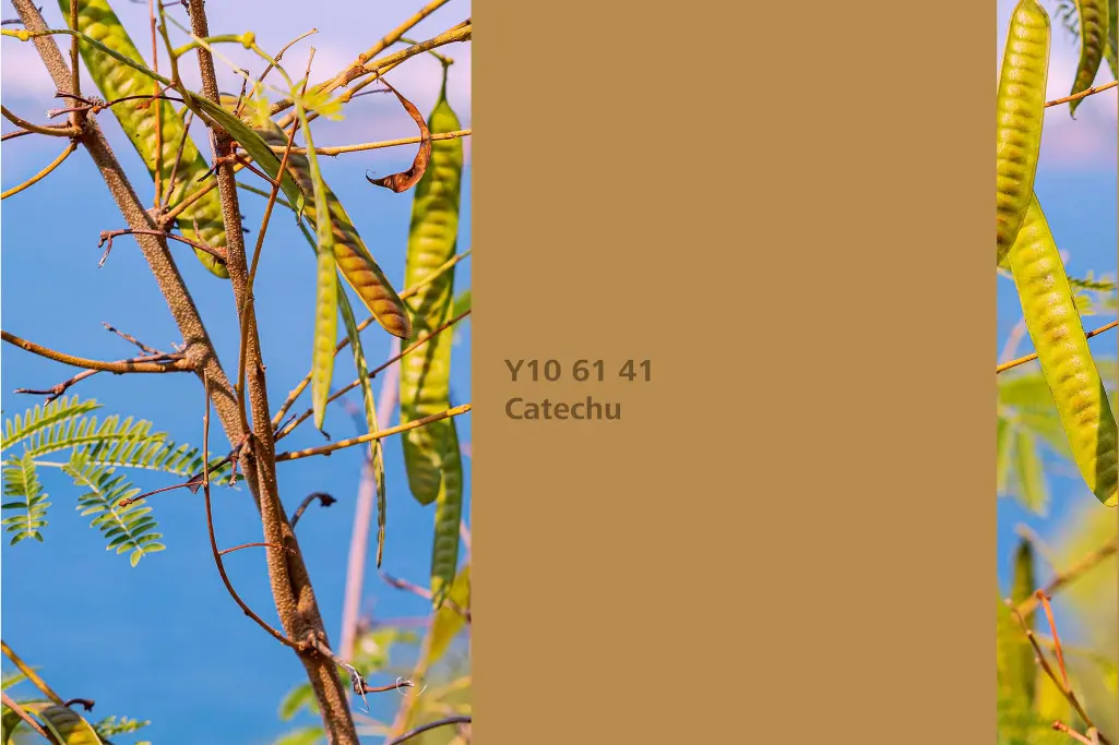 Catechu colour shade, catechu dye plant, natural colour in the Interior Colors 24+ range