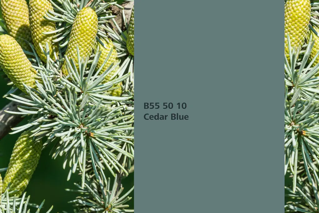 Cedar Blue colour shade, blue atlas cedar needles association, natural colour in the Interior Colors