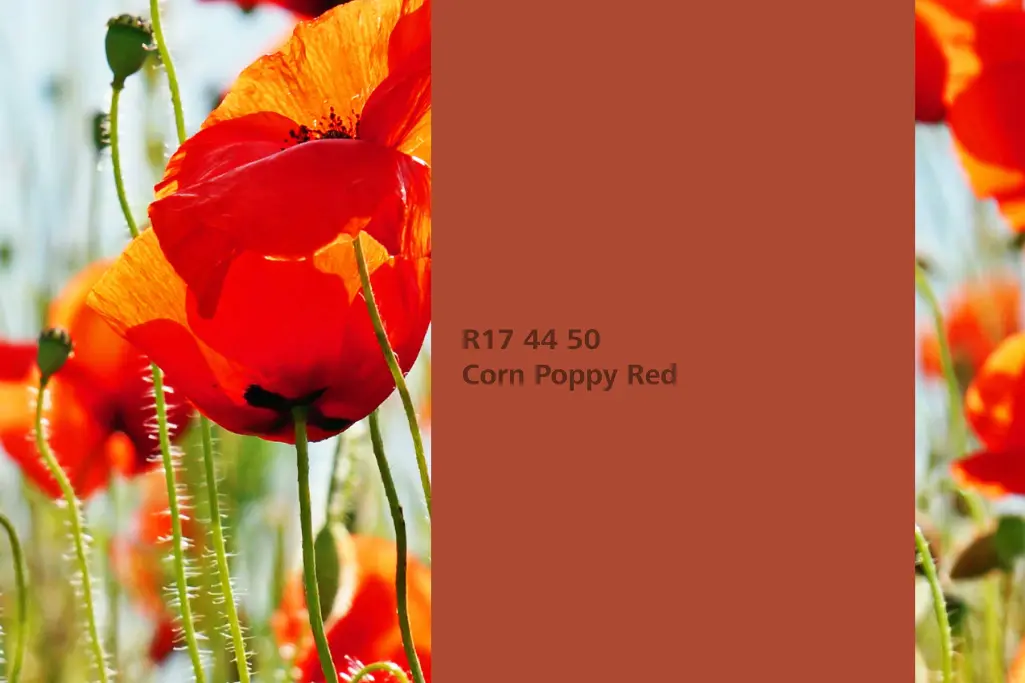 Corn Poppy Red colour shade, common poppy dye plant, natural colour in the Interior Colors 24+ range