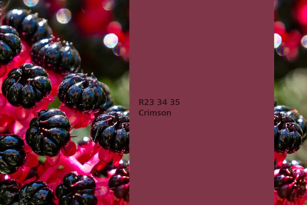 Crimson colour shade, pokeweed dye plant, natural colour in the Interior Colors 24+ range