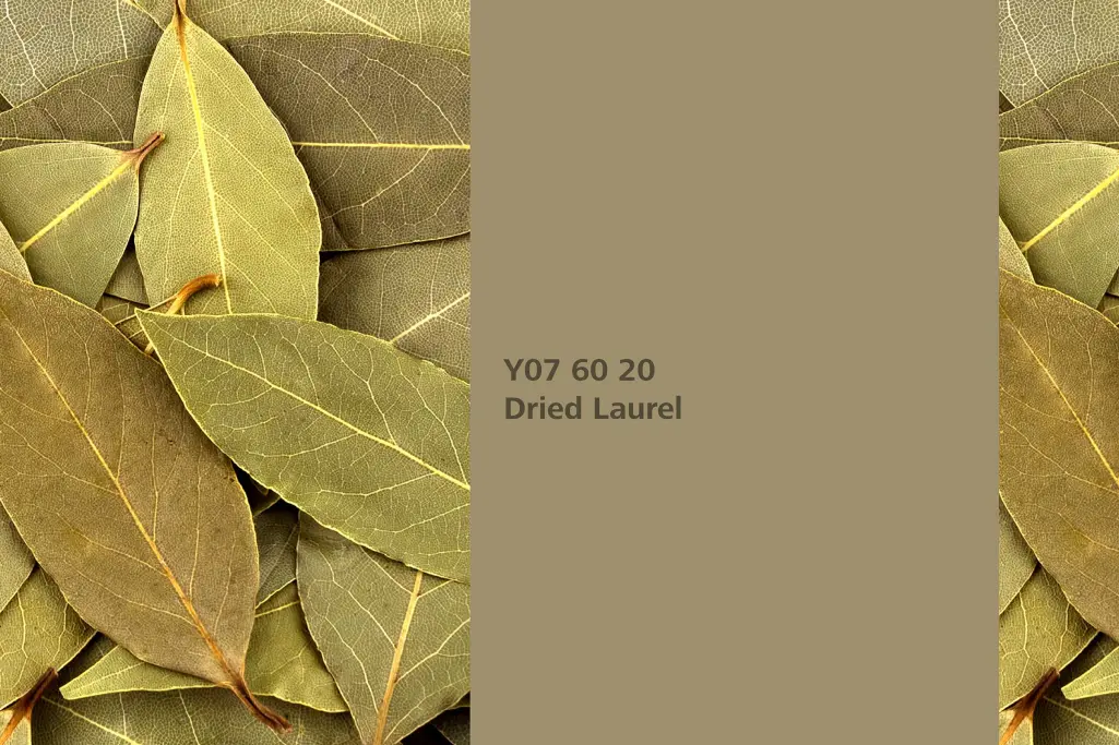 Dried Laurel colour shade, laurel dye plant, natural colour in the Interior Colors 24+ range