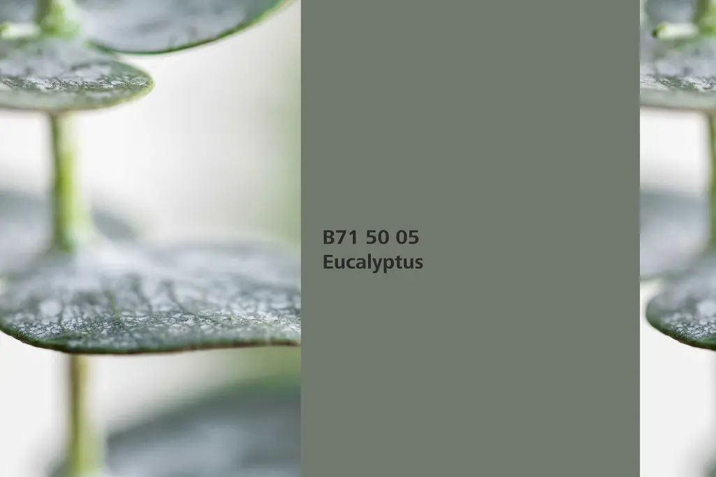 Eucalyptus colour shade, eucalyptus leaves association, natural colour in the Interior Colors 24+ ra