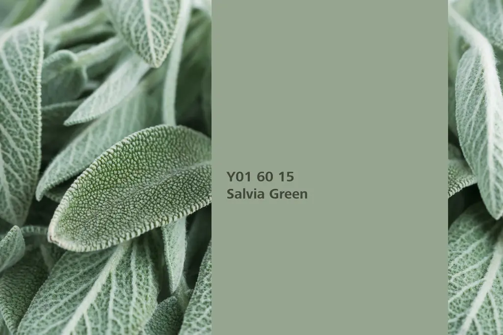 Salvia Green colour shade, common sage dye plant, natural colour in the Interior Colors 24+ range