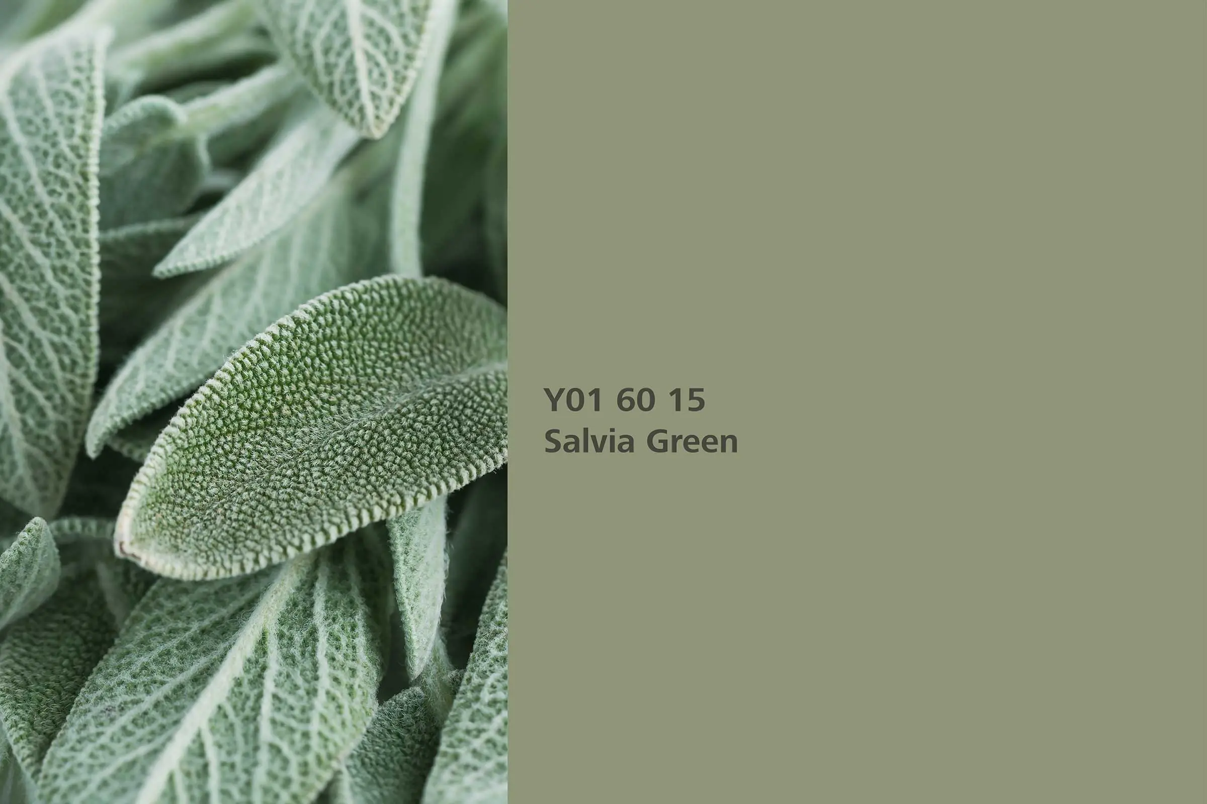 Interior Colors 24+: Salvia Green colour shade, genuine salvia