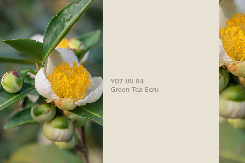 Green Tea Ecru colour shade, tea plant dye plant, natural colour in the Interior Colors 24+ range