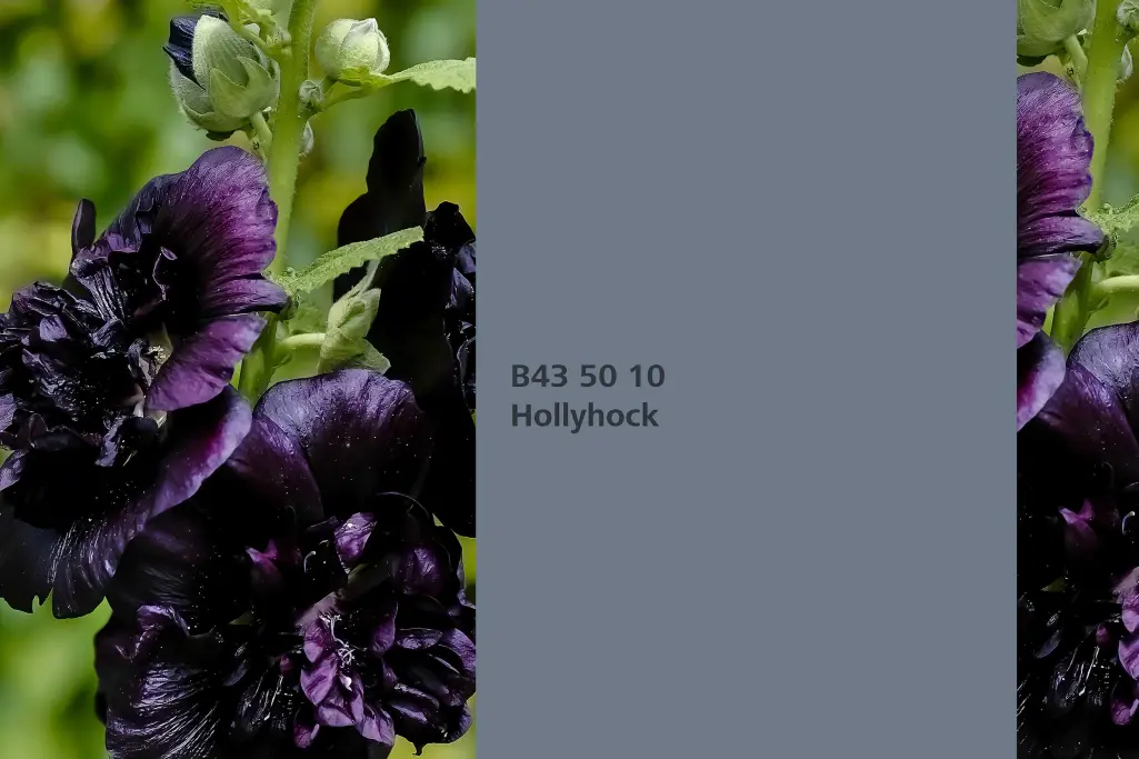 Hollyhock colour shade, hollyhock dye plant, natural colour in the Interior Colors 24+ range