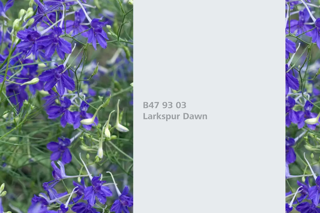 Larkspur Dawn colour shade, forking larkspur dye plant, natural colour in the Interior Colors 24+ ra