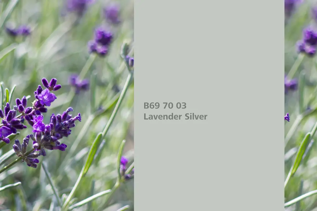 Lavender Silver colour shade, true lavender leaves association, natural colour in the Interior Color