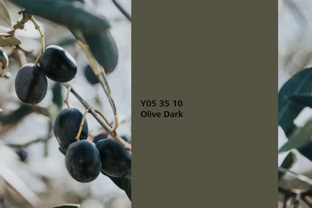 Olive Dark colour shade, olive dye plant, natural colour in the Interior Colors 24+ range