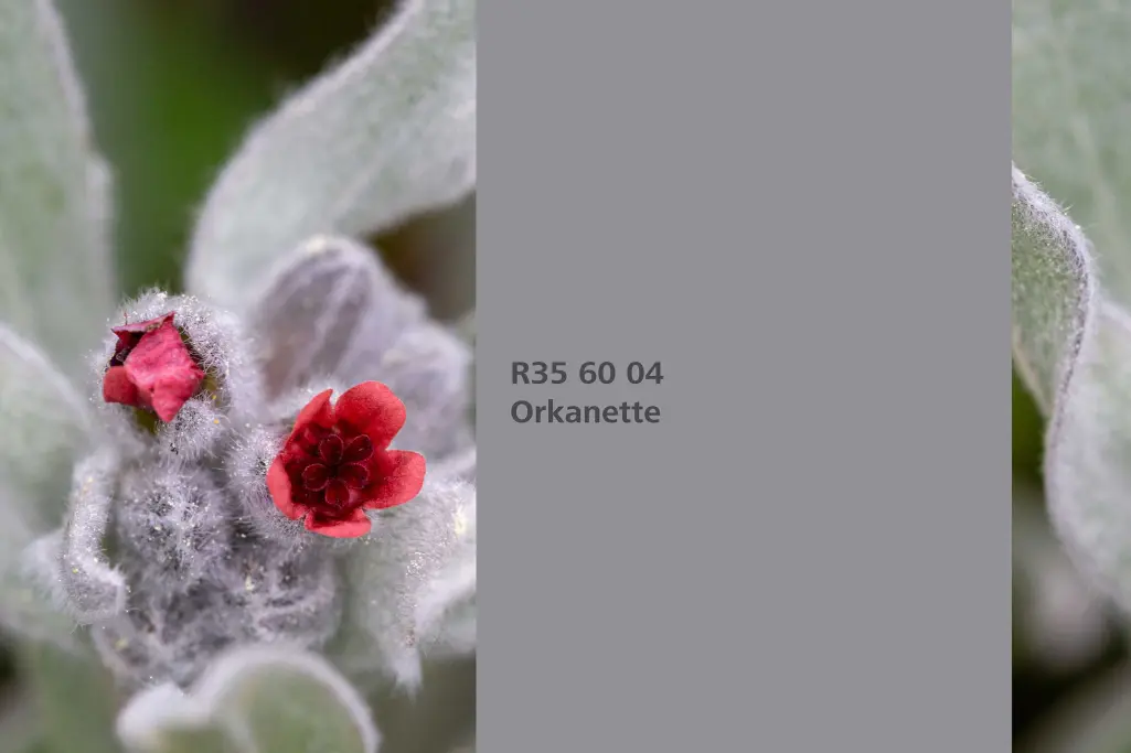 Orkanette colour shade, dyer’s alkanet dye plant, natural colour in the Interior Colors 24+ range