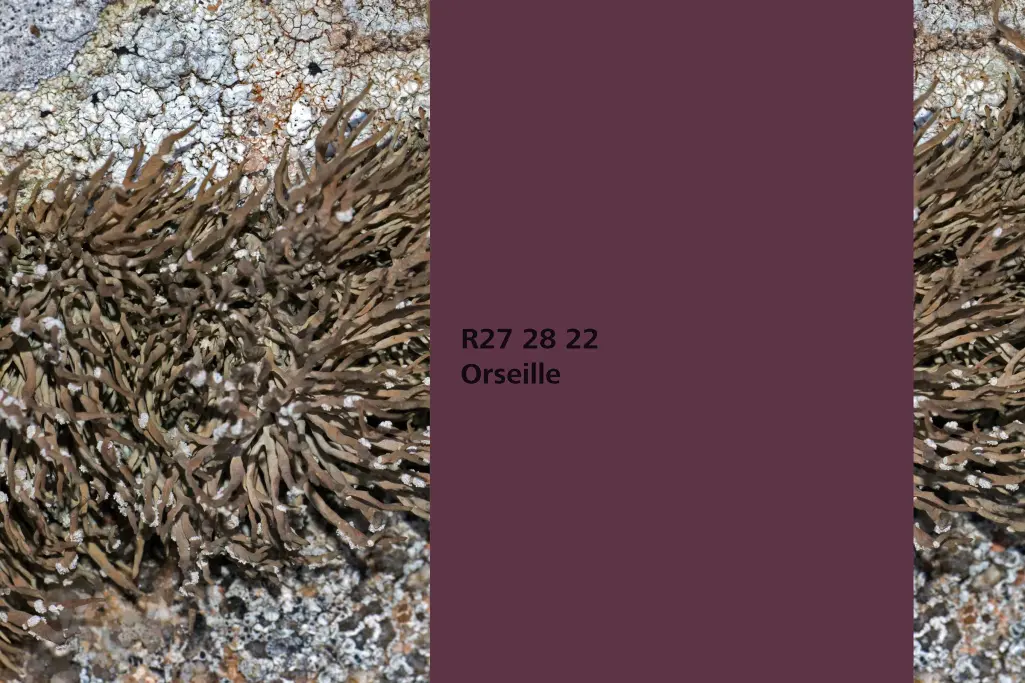 Orseille colour shade, lichen dye plant, natural colour in the Interior Colors 24+ range