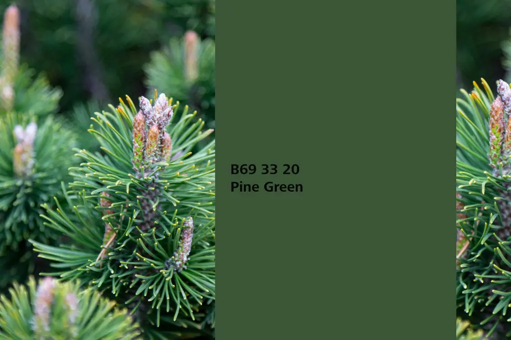Pine Green colour shade, Scots pine association, natural colour in the Interior Colors 24+ range