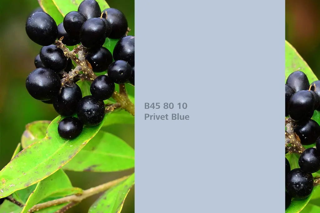 Privet Blue colour shade, privet dye plant, natural colour in the Interior Colors 24+ range