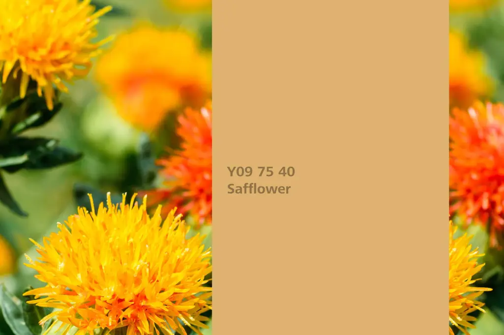 Safflower colour shade, safflower dye plant, natural colour in the Interior Colors 24+ range