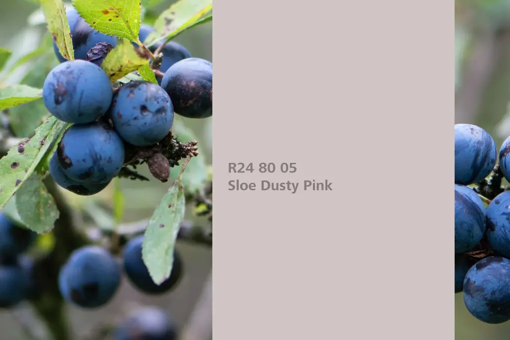 Sloe Dusty Pink colour shade, sloe / blackthorn dye plant, natural colour in the Interior Colors 24+
