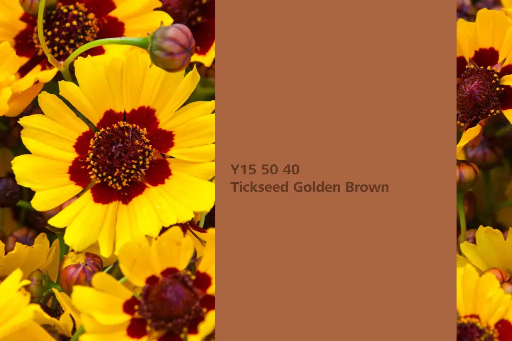 Tickseed GOlden Brown
