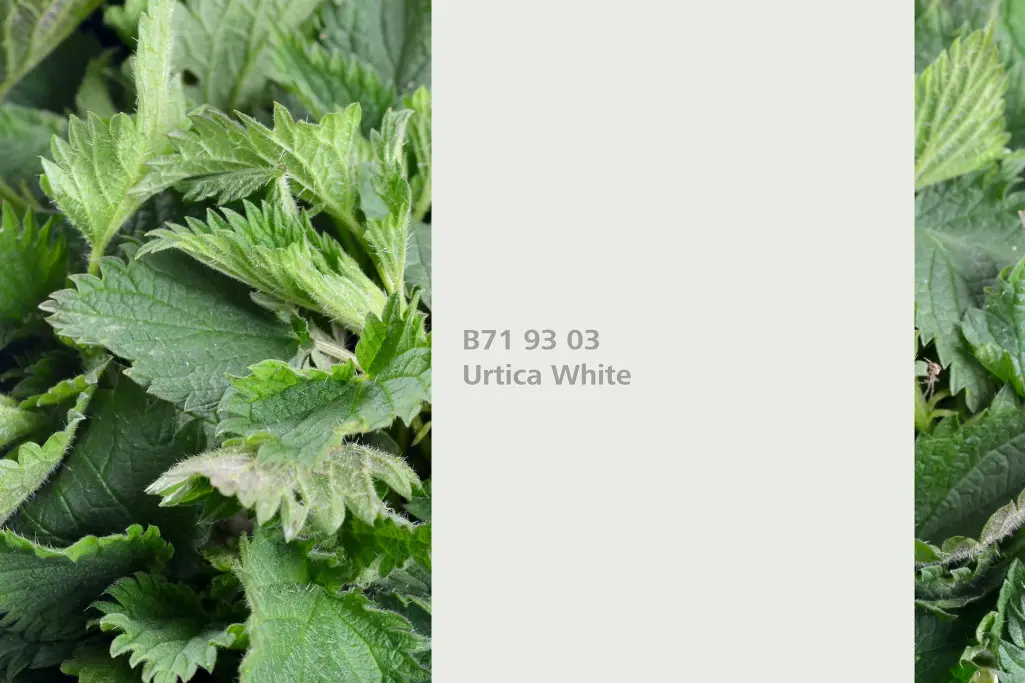 Urtica White colour shade, stinging nettle dye plant, natural colour in the Interior Colors 24+ rang