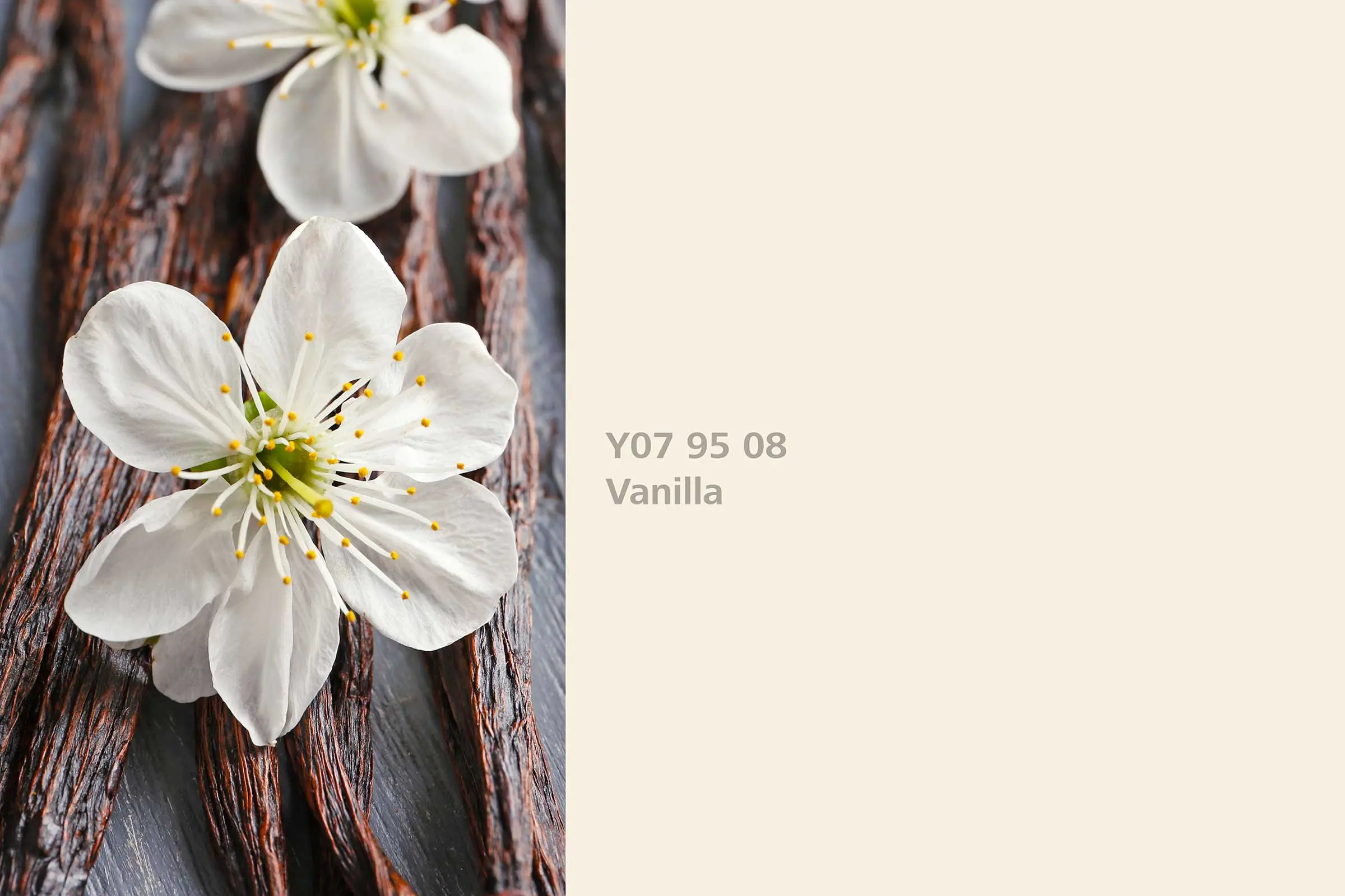 Interior Colors 24+: Vanilla colour shade, genuine vanilla flowers