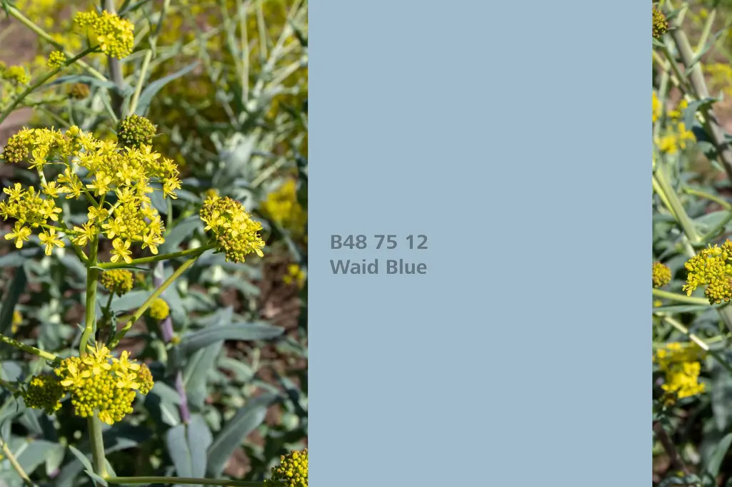 Waid Blue colour shade, dyer’s woad dye plant, natural colour in the Interior Colors 24+ range