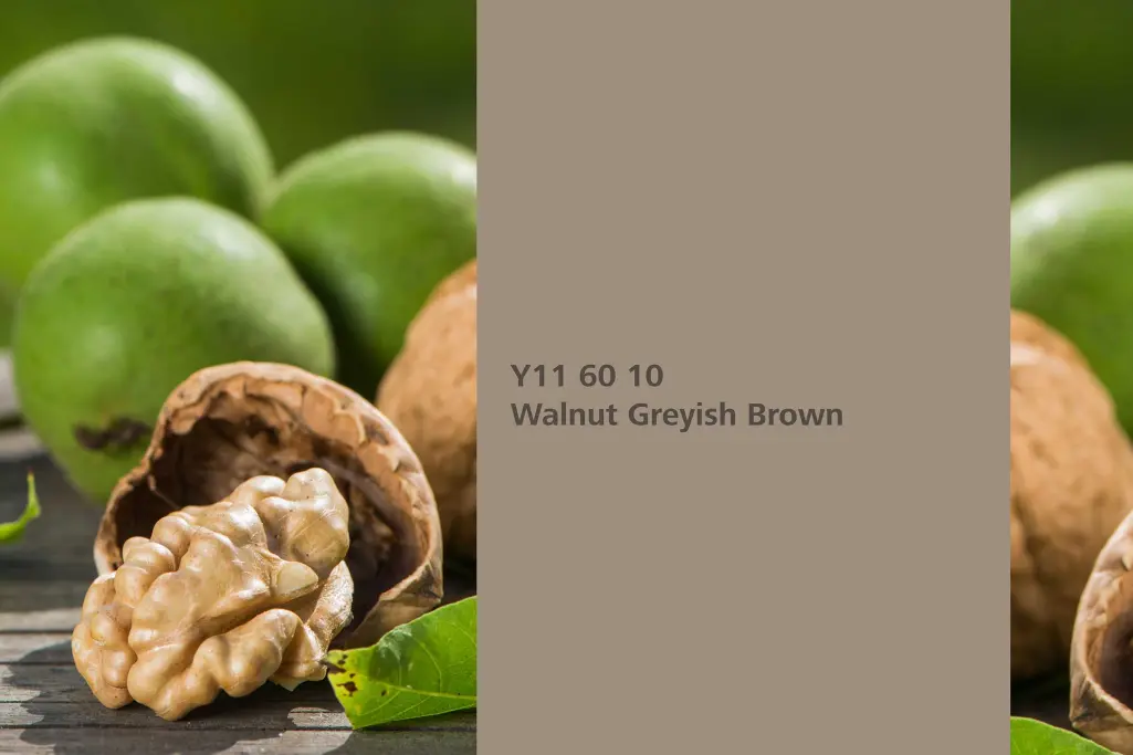 Walnut Greyish Brown colour shade, walnut dye plant, natural colour in the Interior Colors 24+ range